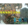 长期收购越南种石金钱龟