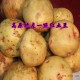 地泰高原特产一点红土豆 黄皮黄心马铃薯  高淀粉型土豆 批发