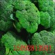 保鲜西兰花绿色  无公害蔬菜西兰花 厂家直接供应新鲜西兰花合理