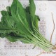 云南野菜-新鲜板蓝根菜 原产地低价直销蔬菜欢迎餐厅批发