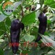 紫牛椒/辣椒种子 紫色辣椒种子 牛角椒种子 彩椒种子 特菜种子5g