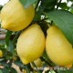 促销海南三亚新鲜水果 黄柠檬优力克天然有机pk安岳一件代发包邮