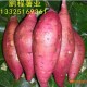厂家专业销售 红薯原名番薯 营养丰富 【图】
