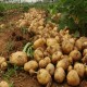 基地长期供应优质土豆 出口级优质土豆 可分类包装 欢迎选购
