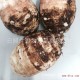 供应优质台湾芋头 大甲芋头 质量保证 无公害芋头厂家直销【图】