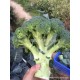 山东基地 大量供应新鲜 西兰花  青花菜  有机绿色蔬菜