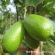 海南三亚新鲜水果纯天然 香水柠檬 有机青柠檬现摘一件代发包邮