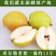水果香梨新鲜水果新疆库尔勒香梨批发一级香梨约 12.6 斤质量保证