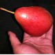 美国品种 自然成熟红梨 红啤梨 葫芦梨新鲜水果非进口红梨