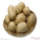 长期大量供应土豆 出口级保鲜土豆 马铃薯 厂家直销新品种土豆