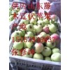 15163936837供应山东藤木辽伏苹果产地苹果价格
