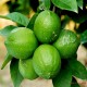 海南热带水果柠檬 新鲜水果批发 一级柠檬 现摘现卖多汁产地直销