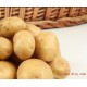特供批发威宁洋芋贵州特产威宁马铃薯（土豆）新土豆接受预定