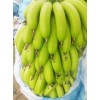 广东湛江香蕉供应 香蕉批发 香蕉代办 雷州香蕉 广东香蕉配送