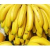 广东香蕉 全国最大规模基地 湛江雷州香蕉 价格优惠 品种优良