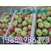 13853986373山东嘎啦/美八苹果产地直销价格