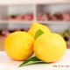 [LTD] 四川特产  安岳黄柠檬 A75#大果 新鲜现摘 皮薄多汁