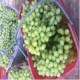 吐鲁番新鲜葡萄  绿无核白葡萄 新疆特产  产地直发新鲜水果