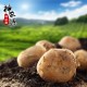 供应优质土豆 2015新鲜土豆批发 厂家直销 量大优惠 出口级 绿色