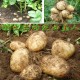 甘肃土特产 原生态绿色土豆无污染精选优质定西马铃薯厂家直销