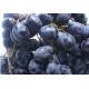 产地直销  团购批发  优质水果大量供应批发  黑加仑  质量保证