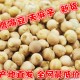 新疆鹰嘴豆生 厂家直批全网最低价 食品零食又叫云南野生天麻子