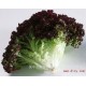 [苏州菜篮子】诚信新鲜蔬菜红叶生菜  特色保健紫叶生菜 纯净自然