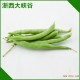 生产供应 无公害大棚新鲜特色蔬菜 绿色产品四季豆