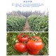 天然绿色农产品、新鲜蔬菜批发  基地直供优质无公害西红柿/番茄