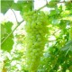 新疆新鲜水果 吐鲁番无核白葡萄  现摘现发航空今发今到绿色水果