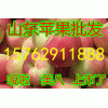山东苹果【嘎啦美八】【皇冠梨】上市价格