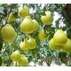 梅县沙田柚 柚子果园直供绿色食品（单重0.75-1.5）公斤 低价促销