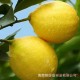 批发促销海南三亚新鲜水果 黄柠檬优力克天然有机pk安岳一件代发