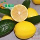 【预售】赣南新鲜柠檬 大果产地批发代发 个大汁多果园直发VC水果