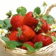 平顶山 上等草莓 草莓新鲜水果 批发 现摘现发红色草莓