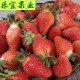 凉山 乐宜果业 鲜草莓 质优 产地直供