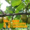 贵州猕猴桃苗基地，贵州猕猴桃一亩种植多少棵