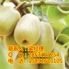 贵州良种猕猴桃，贵州猕猴桃产量，贵州猕猴桃苗圃