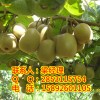 贵州嫁接猕猴桃，贵州猕猴桃苗价格，贵州猕猴桃苗销售