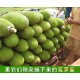 越南批发一件代发菠萝蜜 马来西亚6号菠萝蜜 木菠萝 新鲜水果