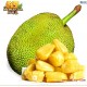 泰国 越南京热带水果菠萝蜜 马来西亚6号菠萝蜜 木菠萝 新鲜水果