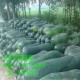 长期供应冬瓜 纯天然绿色有机副产品冬瓜 内厚 来电13737530591