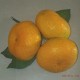 现货赣南产寻乌蜜桔 早熟柑橘桔子PK脐橙新鲜水果 青柑橘 福利果