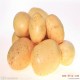 厂家生产出售新鲜土豆  高品质土豆 批量出售无公害绿色土豆