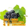 九龙坡夏黑葡萄苗，九龙坡葡萄苗价格，九龙坡葡萄苗产量