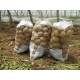大量批发供应土豆  优质土豆 基地定期供应优质土豆
