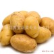 现货供应 有机特色蔬菜 马铃薯 纯天然绿色食品 欢迎咨询 【图】