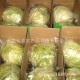 青岛科普合作社  大量供应  胶州大白菜  新鲜有机蔬菜 绿色健康