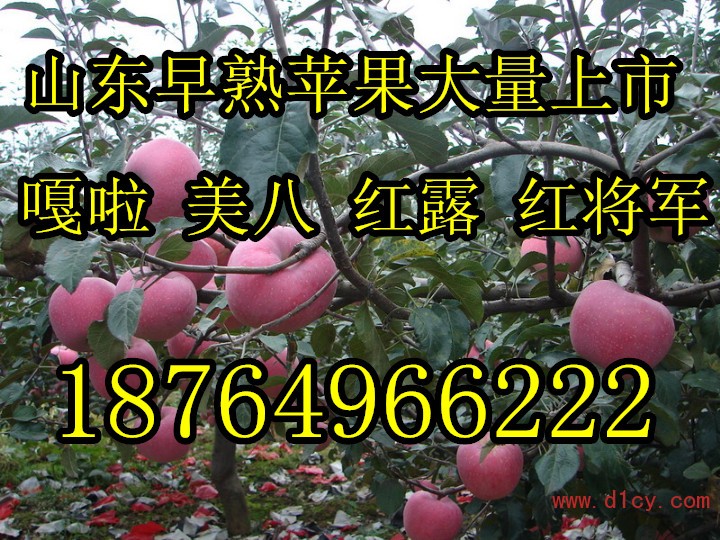 苹果树1_全字