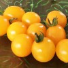 绿宫坊蔬果 台湾引进特色圣女果，优质小西红柿新鲜上市